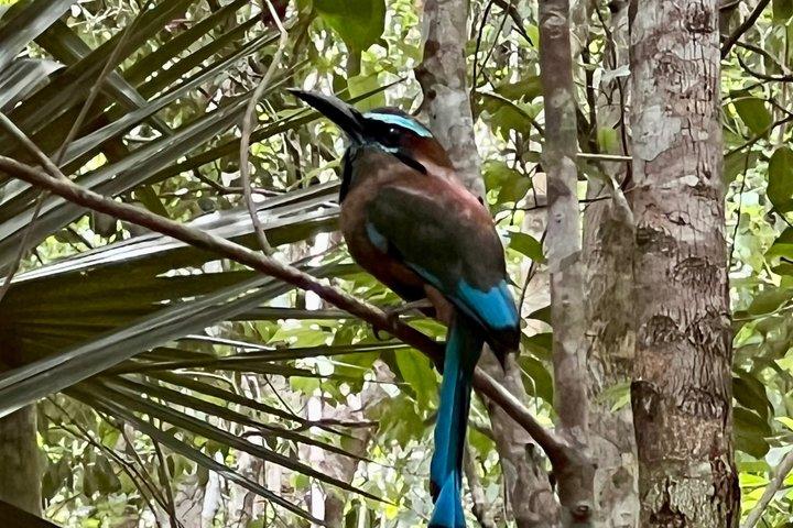 5 hidden cenotes jungle experience