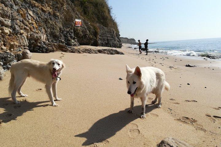 Hiking with Dogs in Serra de Sintra, Lisbon