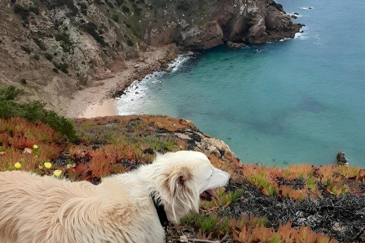 Hiking with Dogs in Serra de Sintra, Lisbon