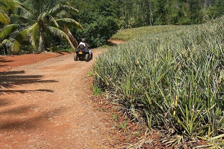 Moorea ATV Abenteuer: Ananasfelder & Aussichtspunkte