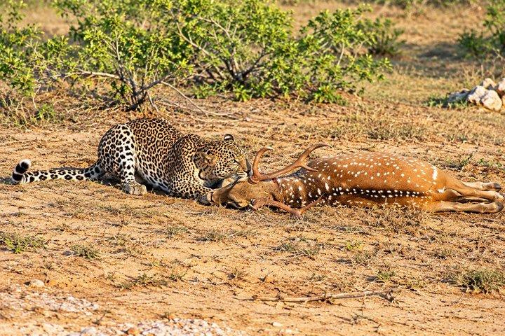 Full Day Safari ( The Best for Leopards & Elephants and more..)