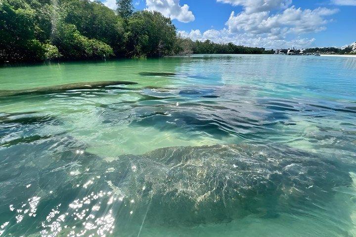 2.5hr shelling and dolphin kayak tour