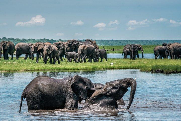 Chobe Extended Day Trip from Victoria Falls - Small Group