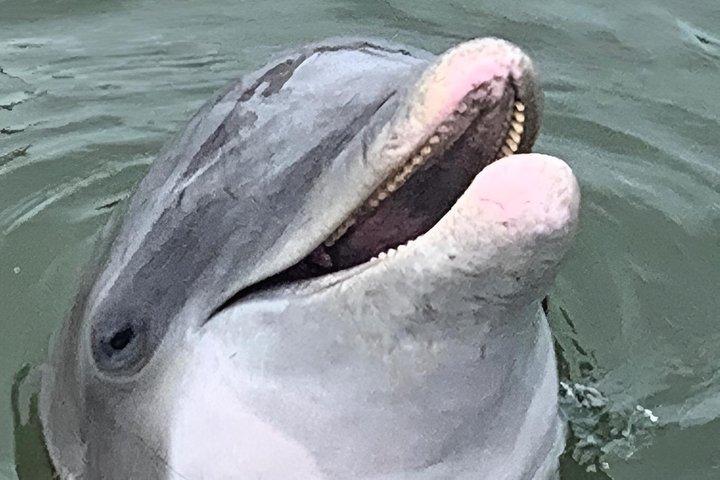 Excursion en bateau dauphin de Hilton Head – Croisière privée de 2 heures