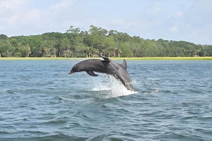 Excursion en bateau dauphin de Hilton Head – Croisière privée de 2 heures