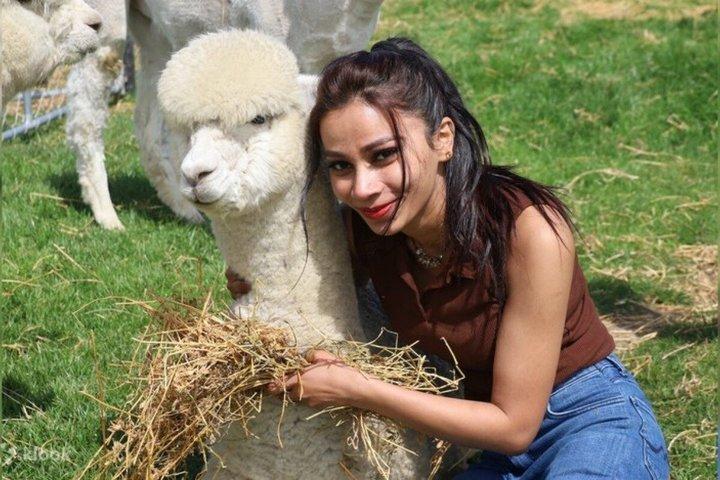Tour del Festival di Primavera di Nanyi Island + Bicicletta Ferroviaria + Parco Alpaca
