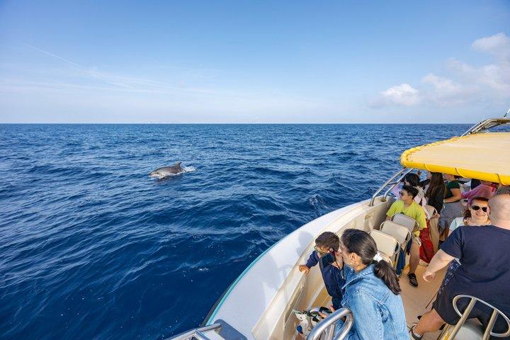 Mallorca: Fast-Boat Dolphin Watching with Sunrise Option