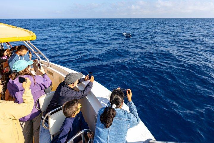 Mallorca: Fast-Boat Dolphin Watching with Sunrise Option