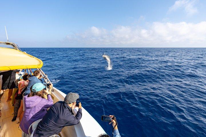 Mallorca: Fast-Boat Dolphin Watching with Sunrise Option