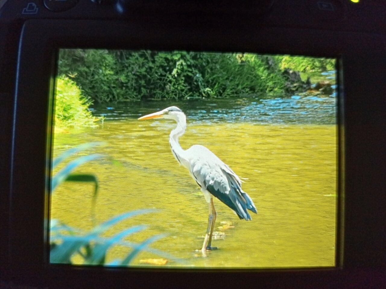 Review photo