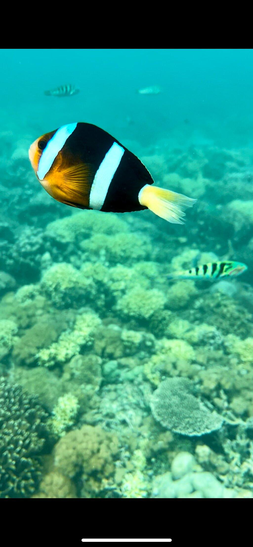 Review photo