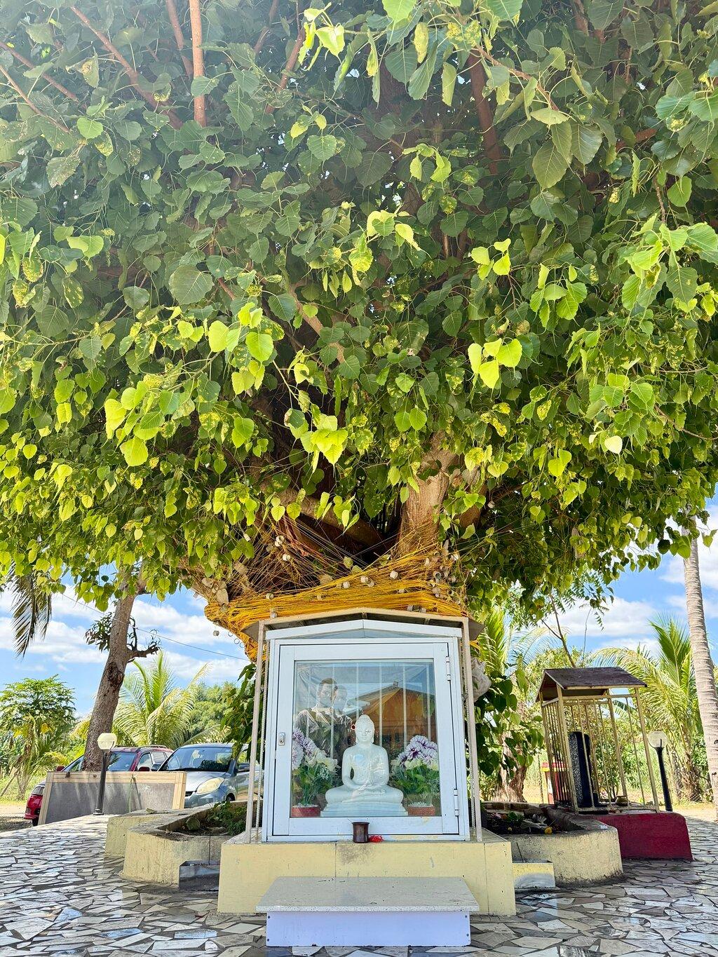 Review photo