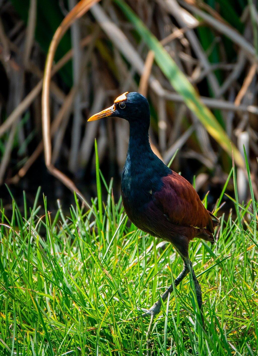Review photo