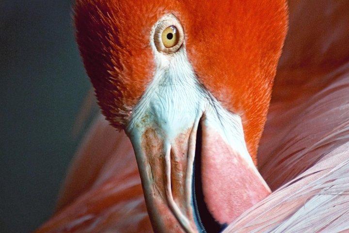 Skip the Line: Flamingo Gardens Admission Ticket in Fort Lauderdale