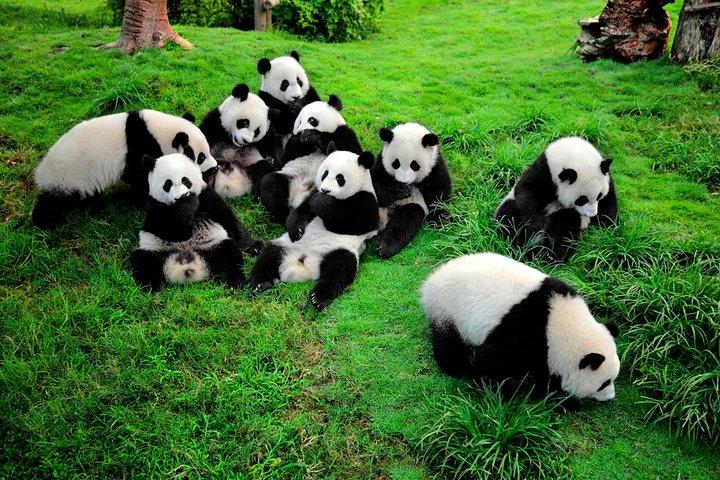 Private Tour: Chengdu Panda Breeding and Research Center Tour