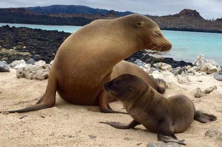 Giro delle isole Galapagos (Santa Cruz, San Cristobal e Isabela)