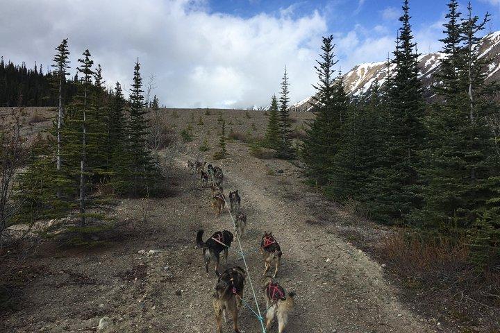 Sled Dog Adventure e Pan for Gold nello Yukon