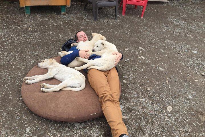 Sled Dog Adventure e Pan for Gold nello Yukon
