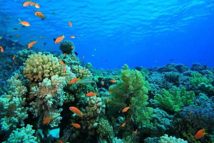Canyon und Blue Hole Schnorchelausflug mit Mittagessen ab Dahab