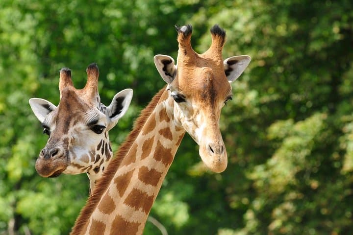 Day tour to Giraffe Center and Karen Blixen Museum