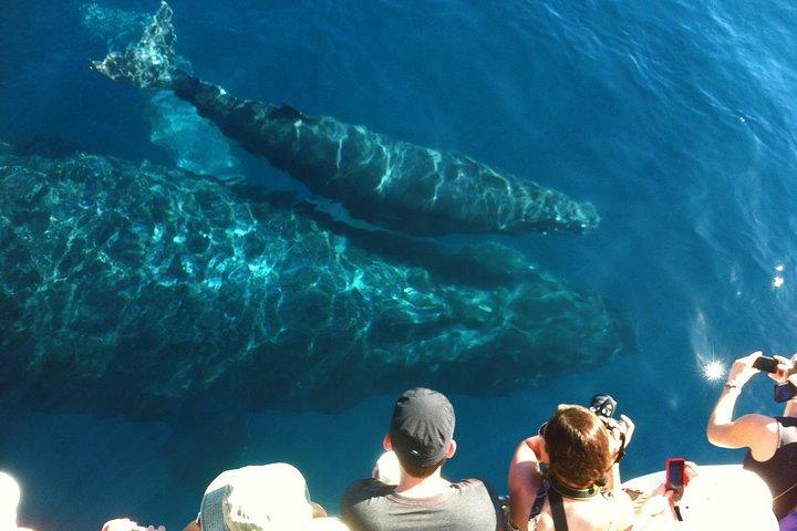 マアラエア港発のホエールウォッチング