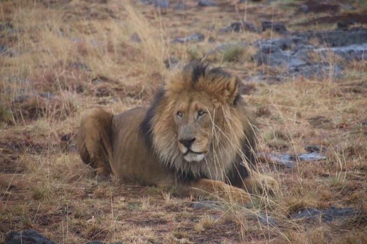 Kruger National Park Full Day Game Drive