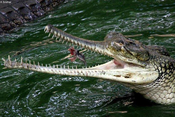 Visite privée de Madras Crocodile Bank au départ de Mahabalipuram