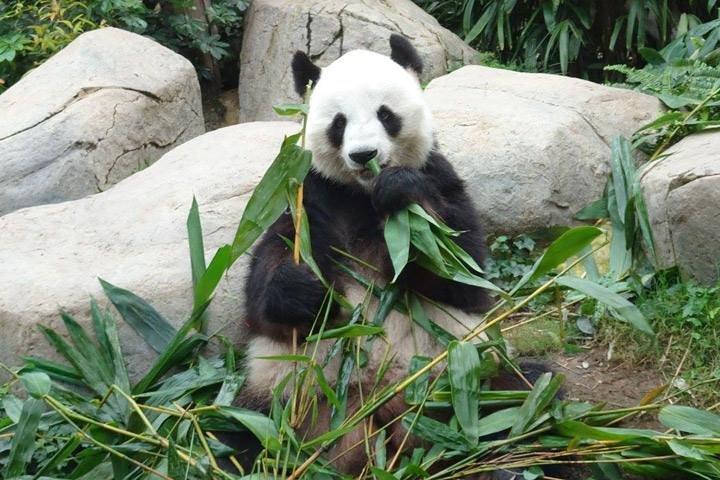 Excursion d'une journée: base d'élevage de pandas de Chengdu et musée de Sanxingdui