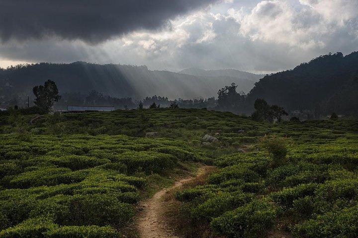 Trilhas de chá de bicicleta de Nuwara Eliya