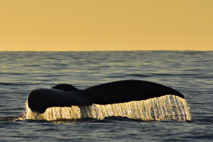 Sunset Whale Cruise in Cabo San Lucas