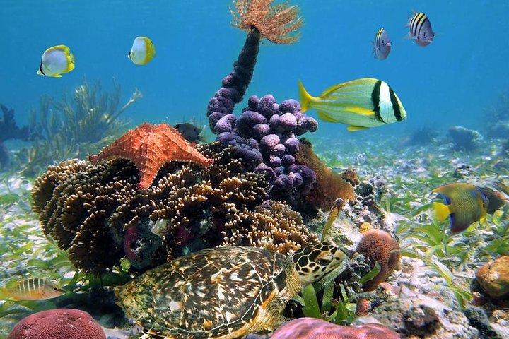 Full-Day Speedboat Tour, Wildlife, and Snorkeling in Bocas del Toro in Panama