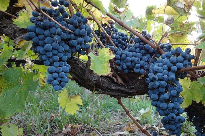 トロント発ナイアガラ日帰りツアー/ワインツアー