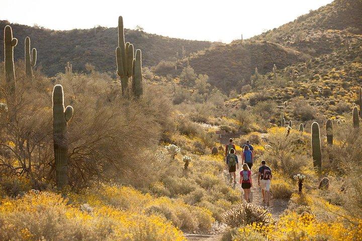 Sonoran Desert Guided Hike
