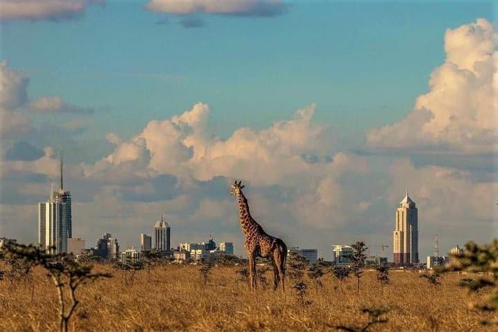Tour: Giraffe Center and Nairobi National Park