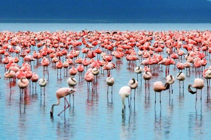 2-Day Tanzania Camping Safari: Lake Manyara & Ngorongoro Crater from Arusha
