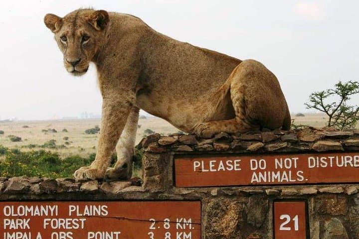 Nairobi National Park, Giraffe Center and Elephant Orphanage Day Tour from Nairobi