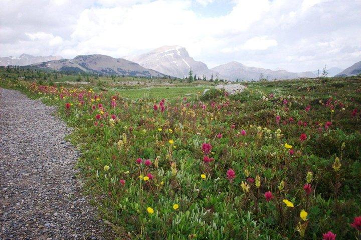 サンシャインメドウズビスタズ - Guided Hike(Easy)