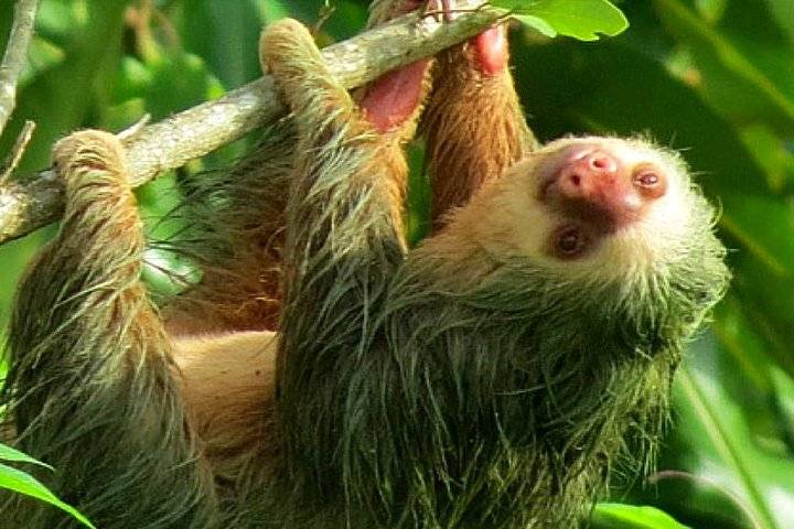 Tortuguero, San Jose