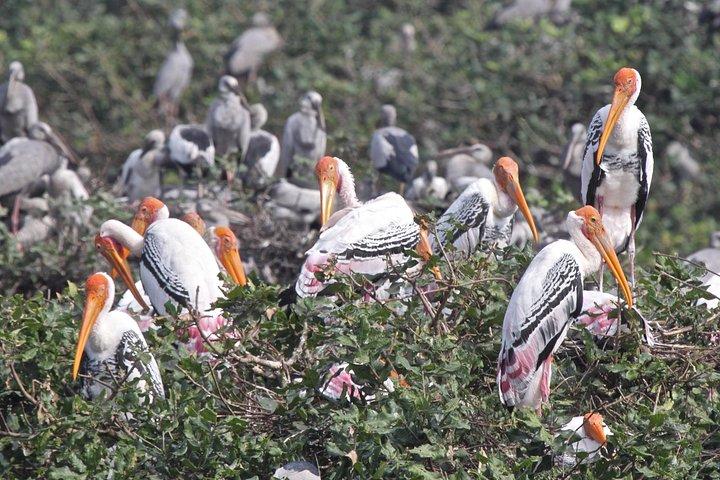 Visit to Vedanthangal Bird Sanctuary from Chennai