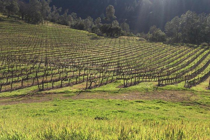 Tour enologico di gruppo privato di Napa e Sonoma