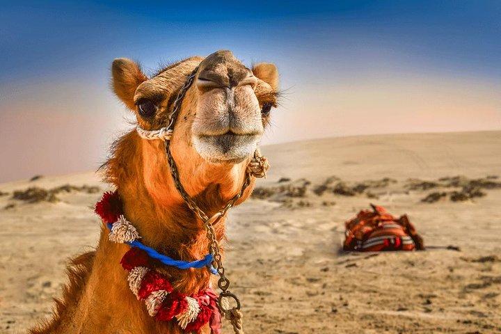 Dubai: Extreme Desert Safari, Camel Ride, Show & BBQ Dinner
