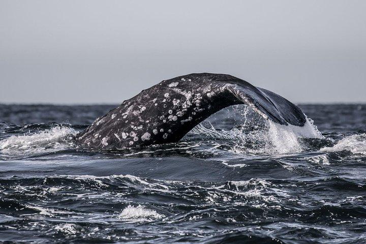 Tour di osservazione delle balene di 3 ore da Monterey