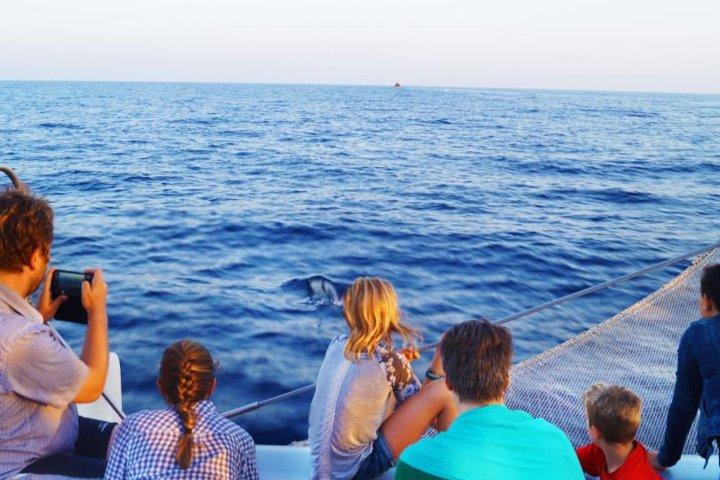 Saída de barco em Mallorca com observação de golfinhos