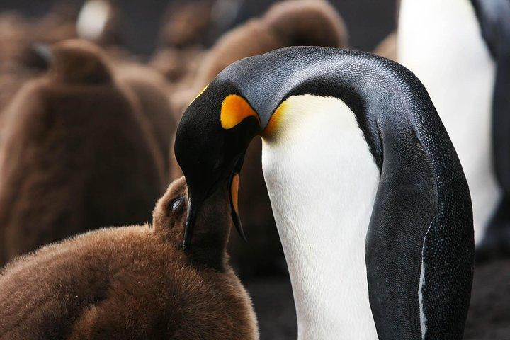 Volunteer Point in Falkland Islands