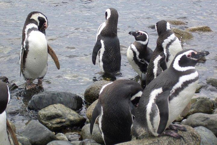 ショアエクスカーション:プンタアリーナのマグダレナ島のマゼランペンギン自然保護区