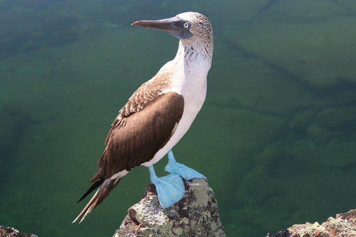 Visite de 4 jours des Galapagos à Isabela et Santa Cruz