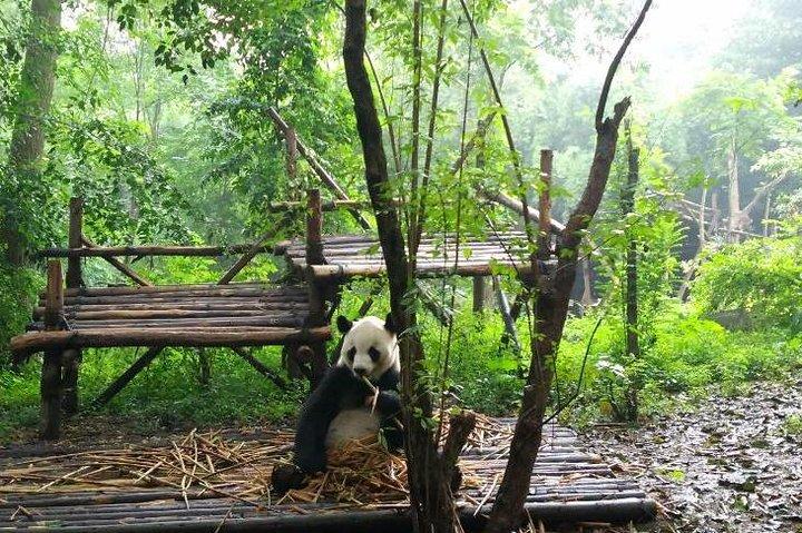 Visite privée du centre Chengdu Panda et du Bouddha géant de Leshan