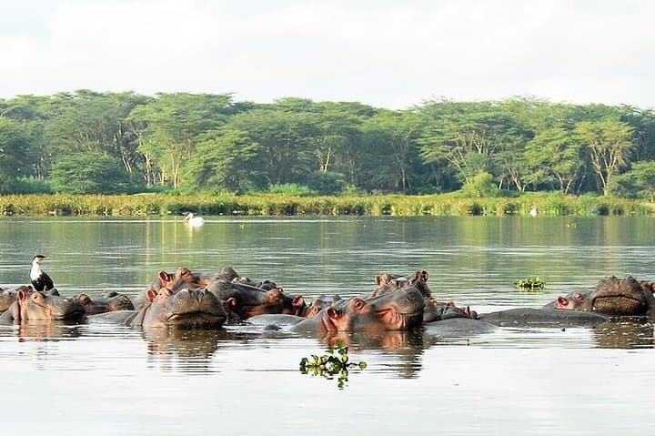 2 Day Tour Lake Nakuru, Hell' s Gate & Lake Naivasha From Nairobi