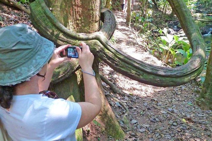 Ecological walk in sao paulo