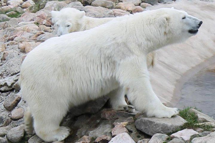 ロヴァニエミから向かう、ラヌア動物園のファミリーツアー
